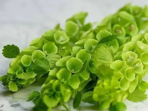 BELLS OF IRELAND , Moluccella laevis, Flowers Seeds - Caribbean garden seed