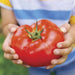Big Beef Tomato Seeds (F1 Hybrid) ALL-AMERICA SELECTIONS AWARD - Caribbean garden seed
