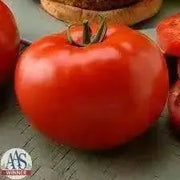 Big Beef Tomato Seeds (F1 Hybrid) ALL-AMERICA SELECTIONS AWARD - Caribbean garden seed