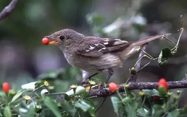 Bird dung  Pepper Seeds (Capsicum Annum) HOT - Caribbean garden seed