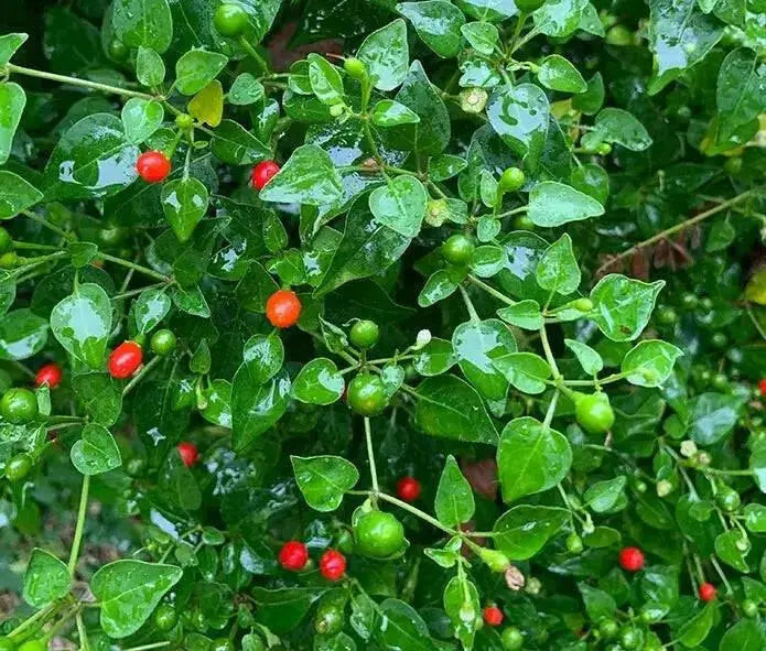 Bird dung  Pepper Seeds (Capsicum Annum) HOT - Caribbean garden seed