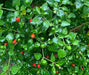 Bird dung  Pepper Seeds (Capsicum Annum) HOT - Caribbean garden seed