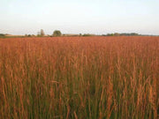 Big Bluestem Seeds -Ornamental Grass - Caribbean garden seed