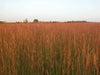 Big Bluestem Seeds -Ornamental Grass - Caribbean garden seed