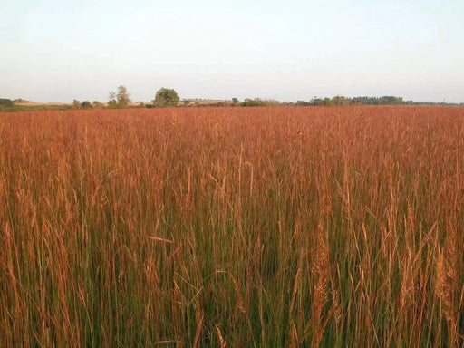 Big Bluestem Seeds -Ornamental Grass - Caribbean garden seed