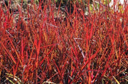 Big Bluestem Seeds -Ornamental Grass - Caribbean garden seed