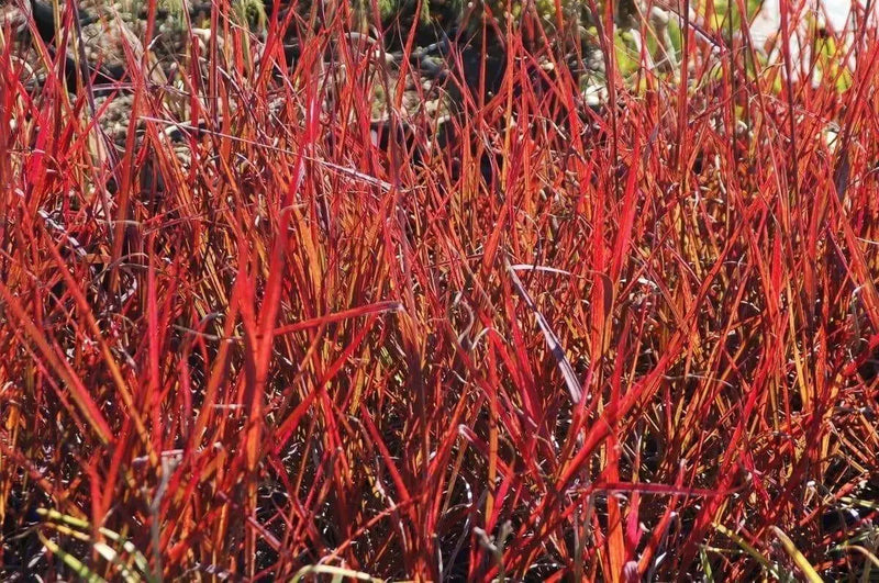 Big Bluestem Seeds -Ornamental Grass - Caribbean garden seed
