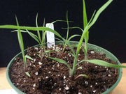 Big Bluestem Seeds -Ornamental Grass - Caribbean garden seed