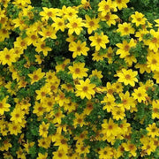 Bidens Flowers seed  ,Bur Marigold , Perennial - Caribbean garden seed