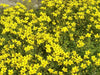 Bidens Flowers seed  ,Bur Marigold , Perennial - Caribbean garden seed