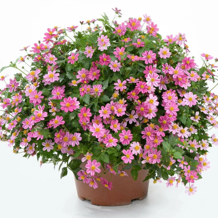 Bidens Pretty In Pink(FLOWERS STARTER PANT) Perennial burr marigold - Caribbean garden seed