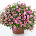 Bidens Pretty In Pink(FLOWERS STARTER PANT) Perennial burr marigold - Caribbean garden seed