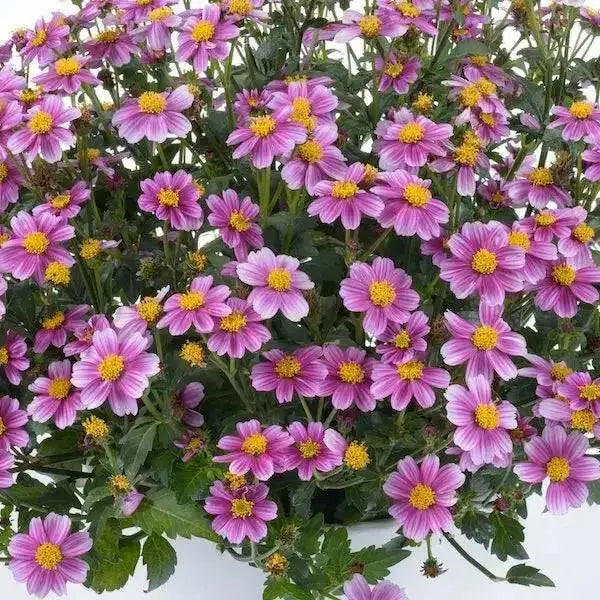 Bidens Pretty In Pink(FLOWERS STARTER PANT) Perennial burr marigold - Caribbean garden seed