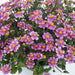 Bidens Pretty In Pink(FLOWERS STARTER PANT) Perennial burr marigold - Caribbean garden seed