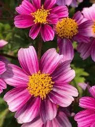 Bidens Pretty In Pink(FLOWERS STARTER PANT) Perennial burr marigold - Caribbean garden seed