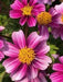 Bidens Pretty In Pink(FLOWERS STARTER PANT) Perennial burr marigold - Caribbean garden seed