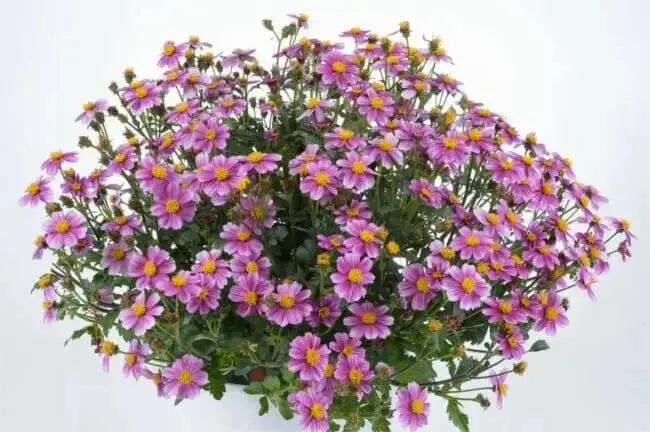 Bidens Pretty In Pink(FLOWERS STARTER PANT) Perennial burr marigold - Caribbean garden seed