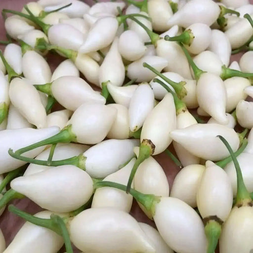 Biquinho Pepper Seeds (CAPSICUM CHINENSE) WHITE  SWEET TEARDROP ,little beak! - Caribbean garden seed
