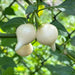 Biquinho Pepper Seeds (CAPSICUM CHINENSE) WHITE  SWEET TEARDROP ,little beak! - Caribbean garden seed