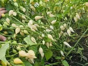 Biquinho Pepper Seeds (CAPSICUM CHINENSE) WHITE  SWEET TEARDROP ,little beak! - Caribbean garden seed