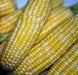 Bi-Color Sweet Corn SEEDS, Butter & Sugar - Caribbean garden seed