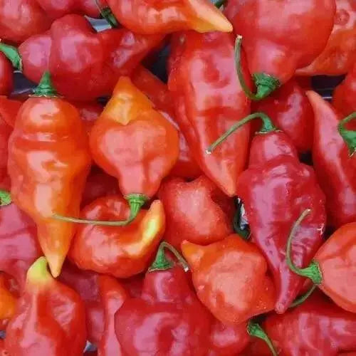 BILLY GOAT PEPPER SEEDS (Capsicum chinense) VERY HOT - Caribbean garden seed