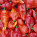 BILLY GOAT PEPPER SEEDS (Capsicum chinense) VERY HOT - Caribbean garden seed
