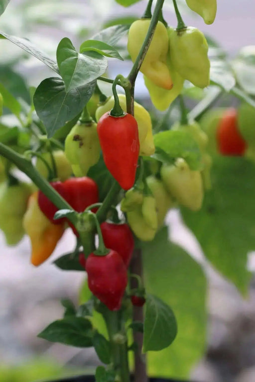 BILLY GOAT PEPPER SEEDS (Capsicum chinense) VERY HOT - Caribbean garden seed