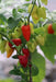 BILLY GOAT PEPPER SEEDS (Capsicum chinense) VERY HOT - Caribbean garden seed