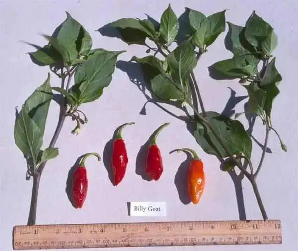 BILLY GOAT PEPPER SEEDS (Capsicum chinense) VERY HOT - Caribbean garden seed