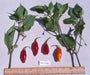 BILLY GOAT PEPPER SEEDS (Capsicum chinense) VERY HOT - Caribbean garden seed
