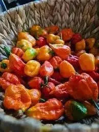BILLY GOAT PEPPER SEEDS (Capsicum chinense) VERY HOT - Caribbean garden seed