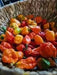BILLY GOAT PEPPER SEEDS (Capsicum chinense) VERY HOT - Caribbean garden seed