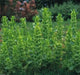 Bells of Ireland .(Moluccella laevis) FLOWERS SEED - Caribbean garden seed