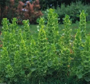 Bells of Ireland .(Moluccella laevis) FLOWERS SEED - Caribbean garden seed