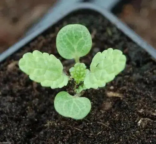 Bells of Ireland .(Moluccella laevis) FLOWERS SEED - Caribbean garden seed