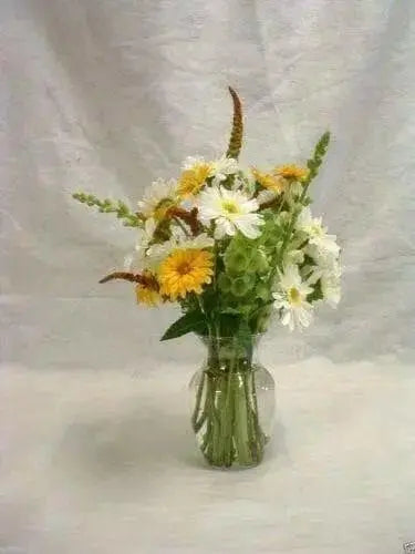 Bells of Ireland .(Moluccella laevis) FLOWERS SEED - Caribbean garden seed