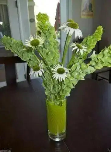 Bells of Ireland .(Moluccella laevis) FLOWERS SEED - Caribbean garden seed