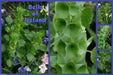 Bells of Ireland .(Moluccella laevis) FLOWERS SEED - Caribbean garden seed