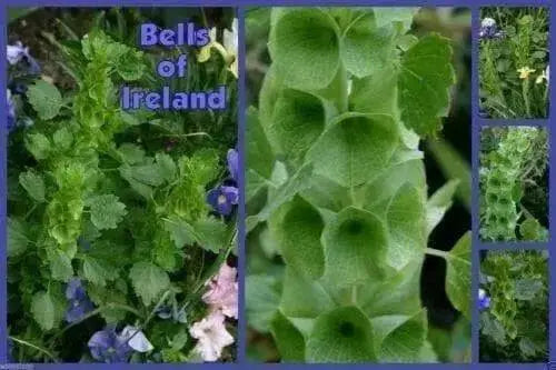 Bells of Ireland .(Moluccella laevis) FLOWERS SEED - Caribbean garden seed