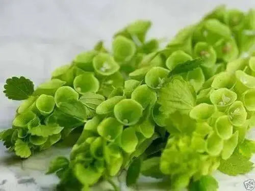 Bells of Ireland .(Moluccella laevis) FLOWERS SEED - Caribbean garden seed