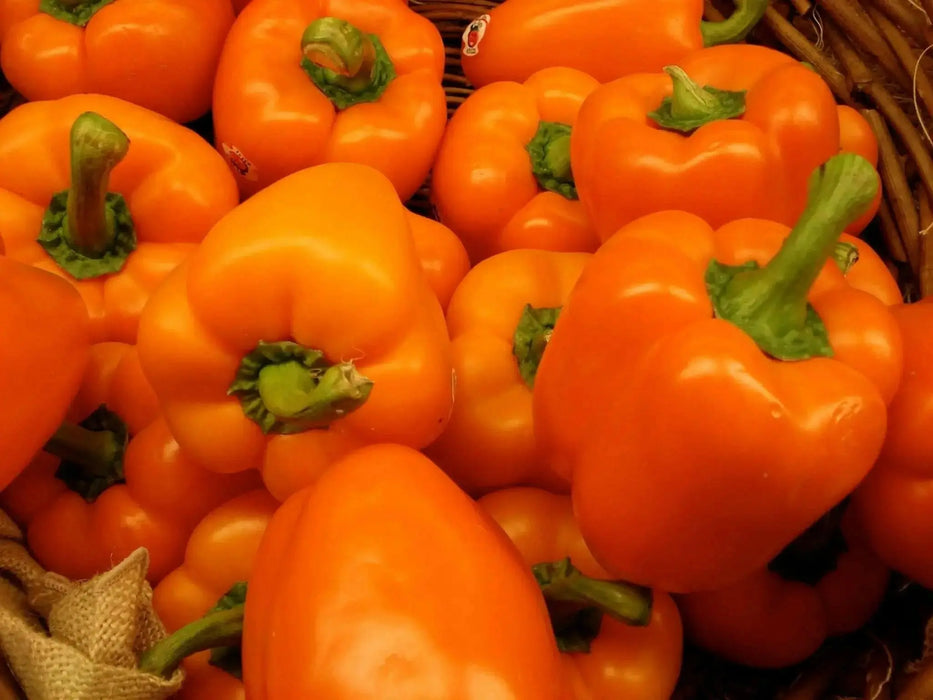 BELL Pepper,  LIVE PEPPER PLANT, 3' pot, HEIRLOOM VEGETABLES - Caribbean garden seed