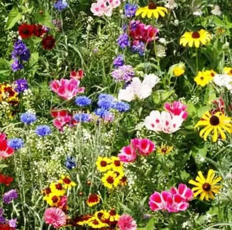 Bird Lover’s Mixture - Caribbean garden seed