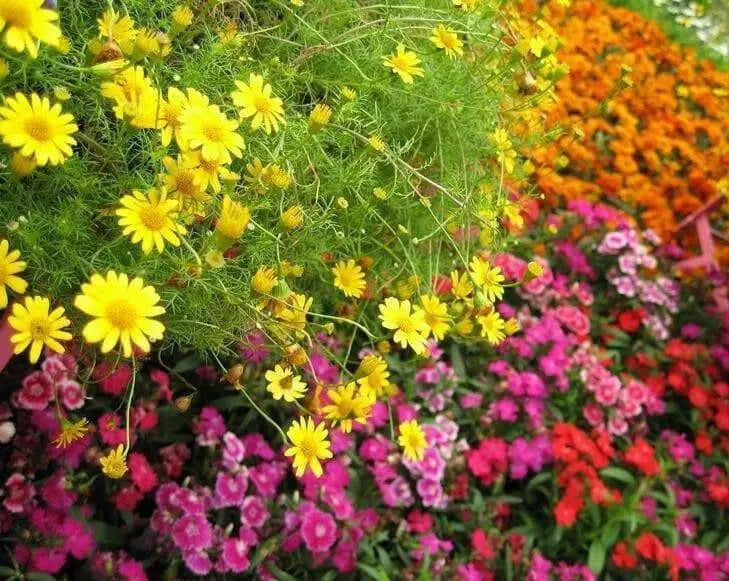 Bird Lover’s Mixture - Caribbean garden seed