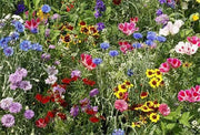 Bird Lover’s Mixture - Caribbean garden seed