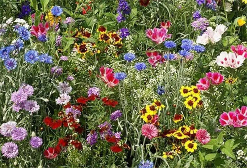 Bird Lover’s Mixture - Caribbean garden seed
