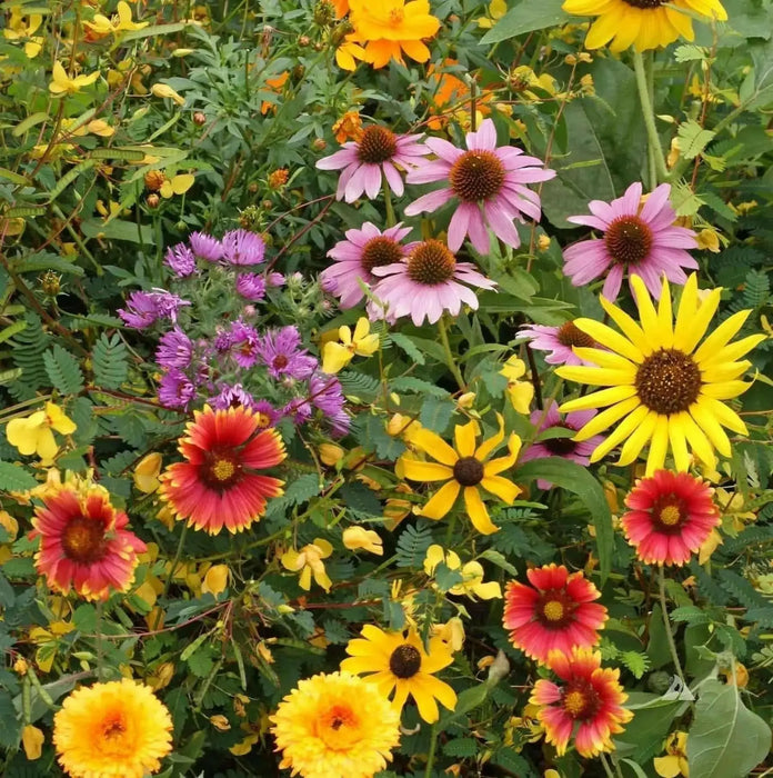 Birds Bees,Butterfly Wildflower Seed Mix ! - Caribbean garden seed