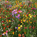 Birds Bees,Butterfly Wildflower Seed Mix ! - Caribbean garden seed