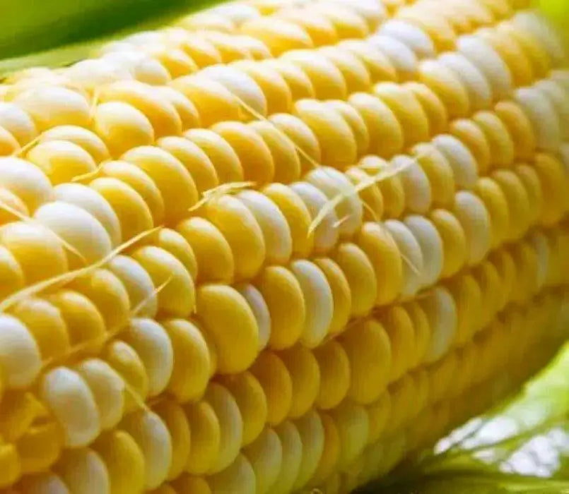 Bi-Color Sweet Corn SEEDS, Sugar Baby F1 SE - Caribbean garden seed