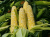 Bi-Color Sweet Corn SEEDS, Sugar Baby F1 SE - Caribbean garden seed